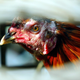 Angry-looking chicken stares at camera